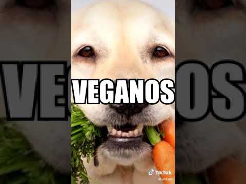 comida para perros veganos