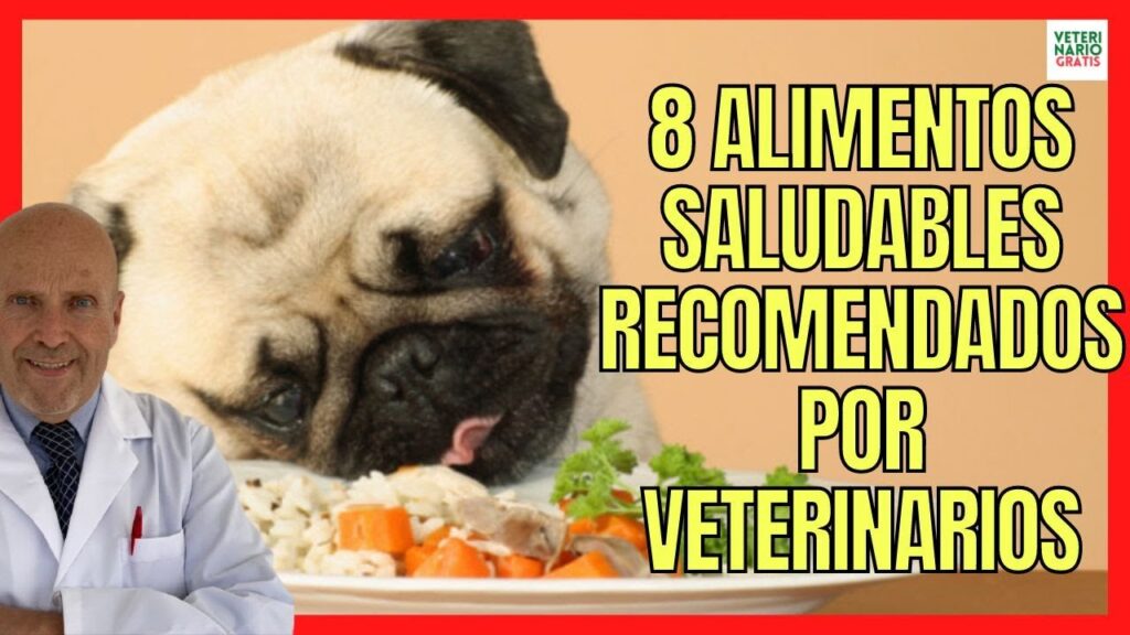 comida para perros veterinaria
