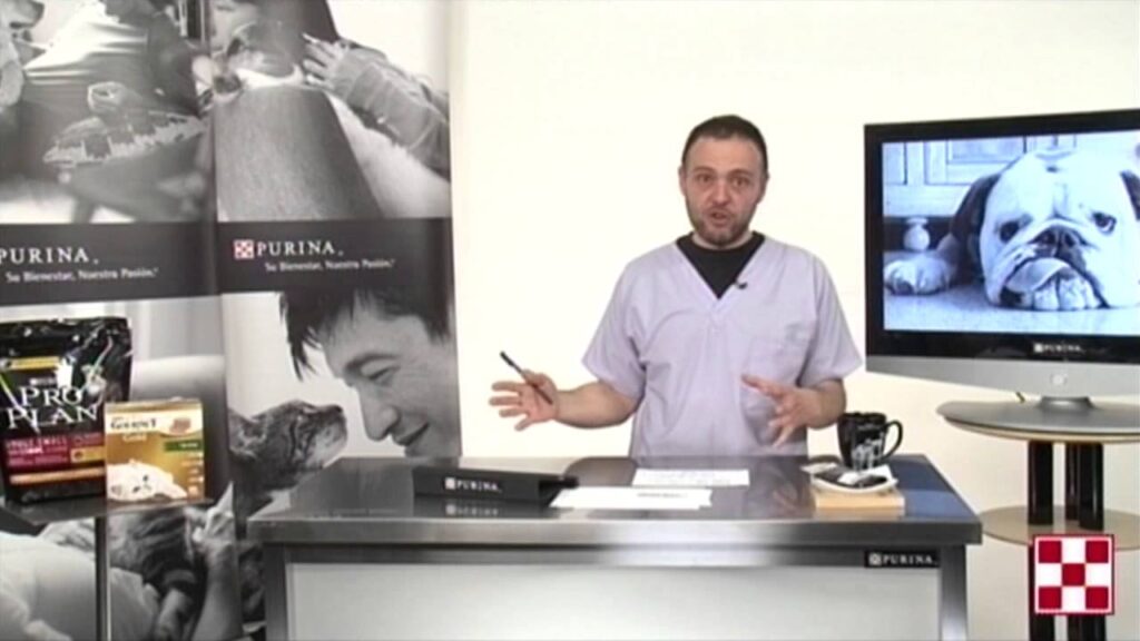 comida para perros viejos