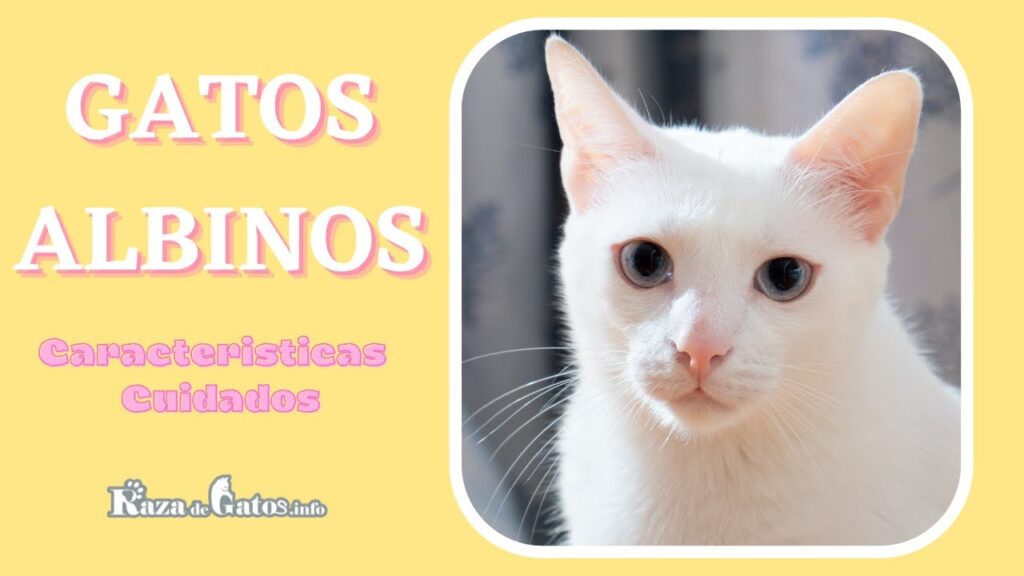 gatos albinos