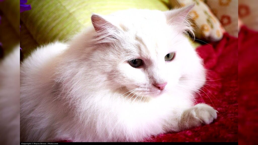 gatos angora precio
