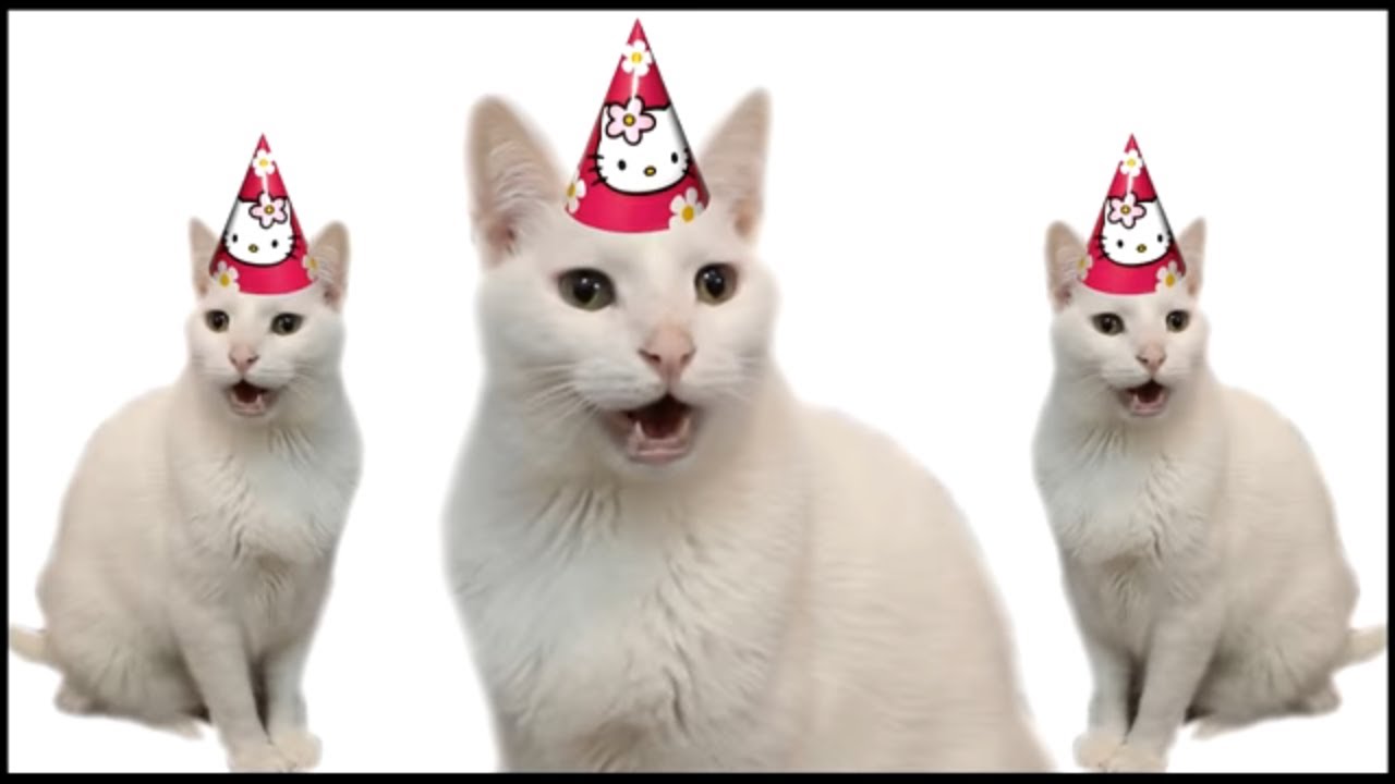 gatos birthday