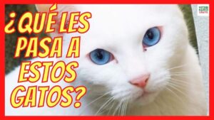 gatos-blancos-con-ojos-azules