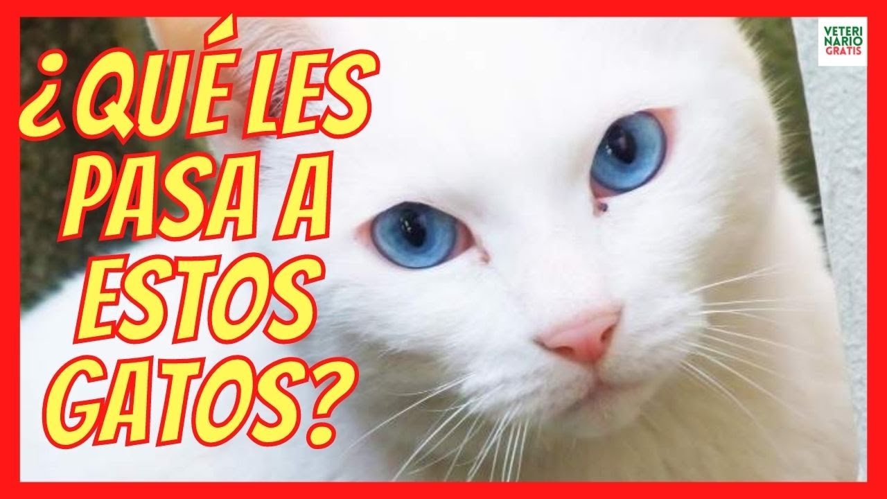 gatos blancos con ojos azules