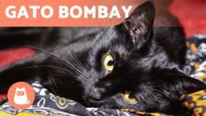 gatos-bombay