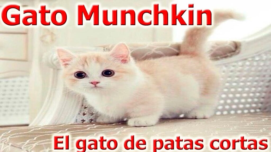 gatos de patas cortas