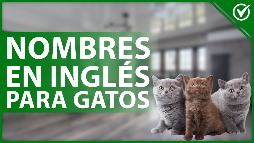 gatos en ingles