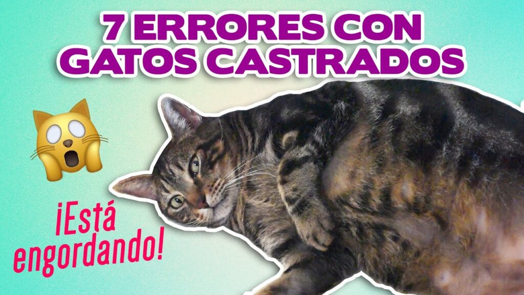 gatos esterilizados comportamiento