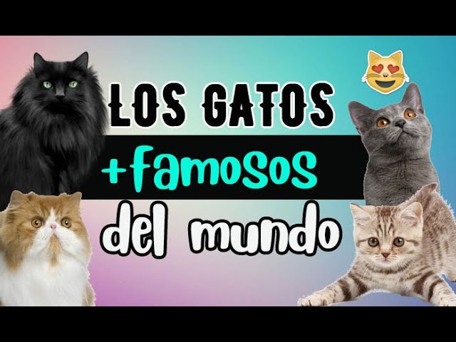 Los 10 Gatos Famosos Más Adorables Que Te Robarán El Corazón Blog De Mascotas El Pienso 8041