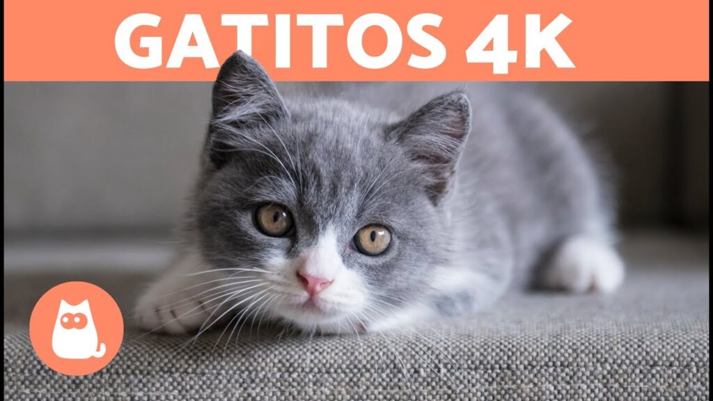 gatos fotos