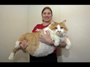 gatos-gordos