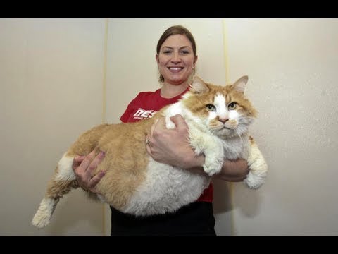 gatos gordos