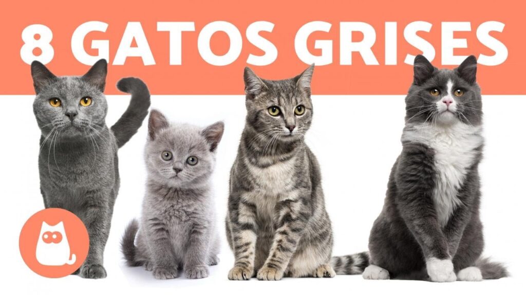 gatos grises con blanco