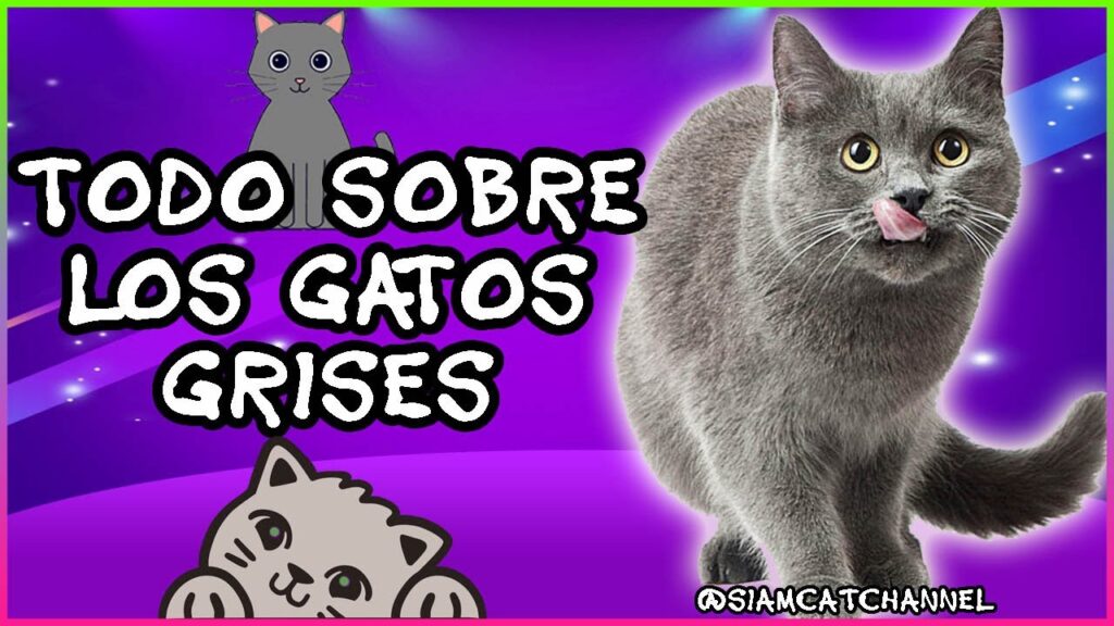 gatos grises significado