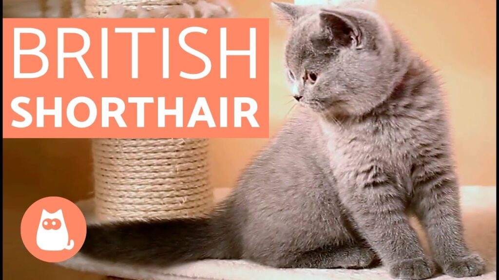 gatos ingleses