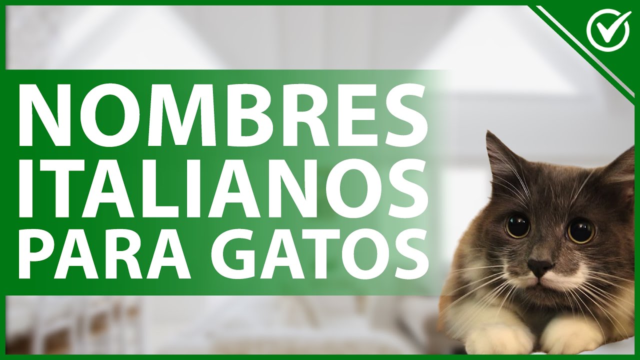 gatos italianos