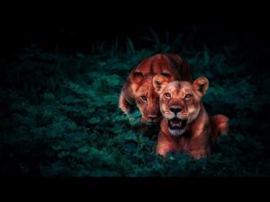 gatos-leones