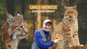 gatos-lince