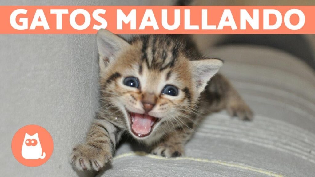 gatos maullando