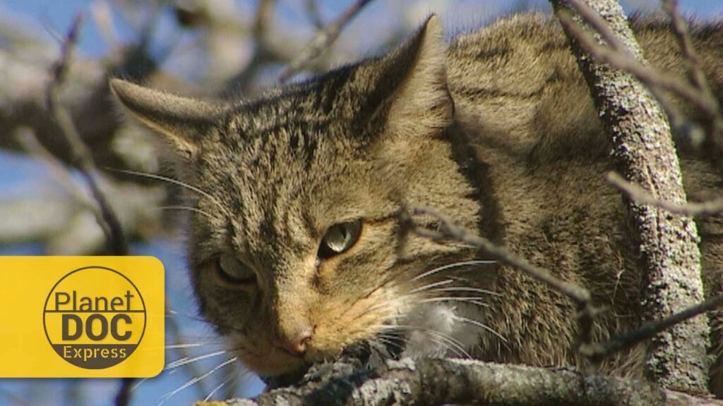 gatos monteses
