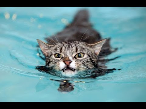 gatos nadando