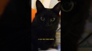 gatos-negros-de-peluche