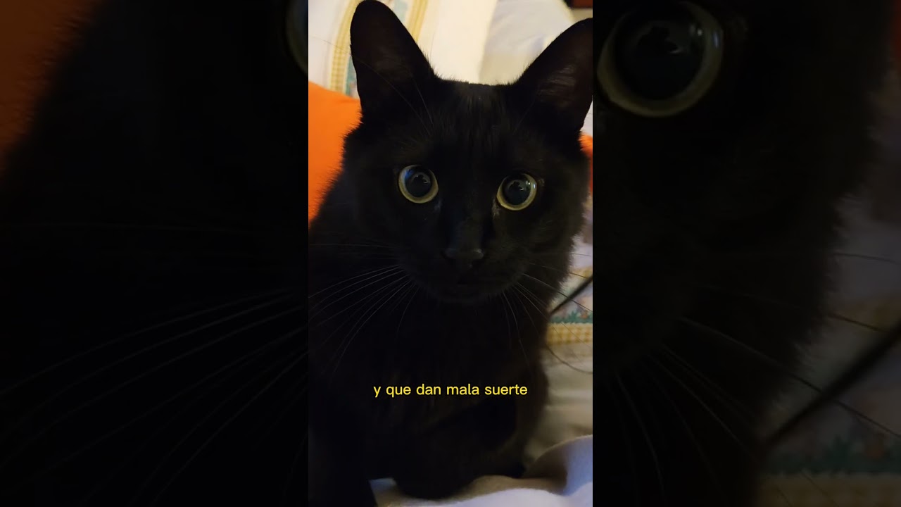 gatos negros de peluche