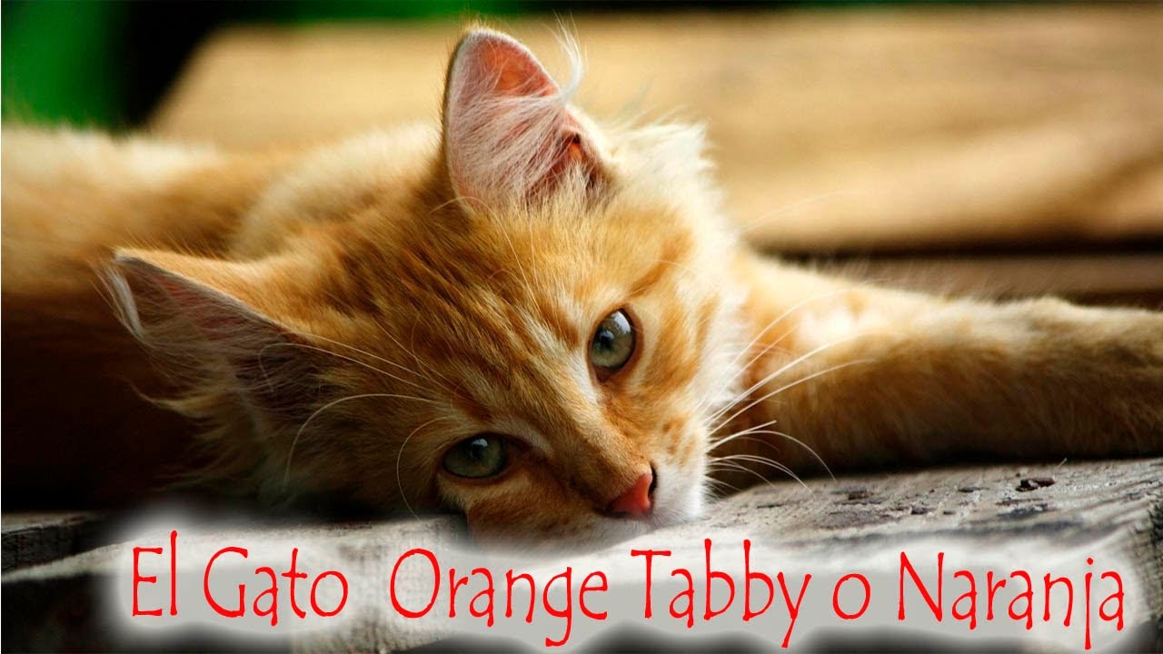gatos orange