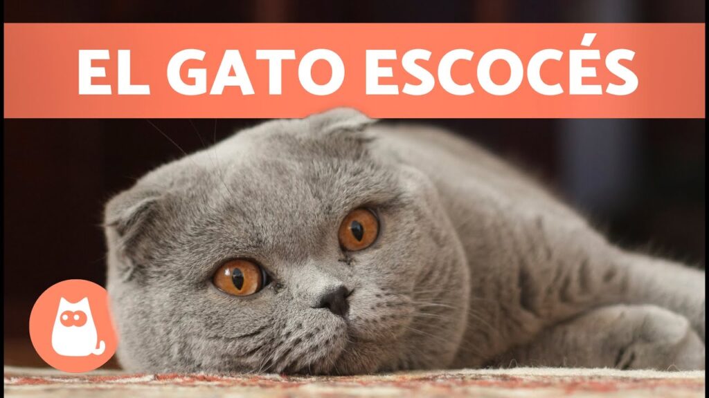 gatos orejas cortas