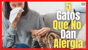 gatos-que-no-sueltan-pelo-y-no-dan-alergia
