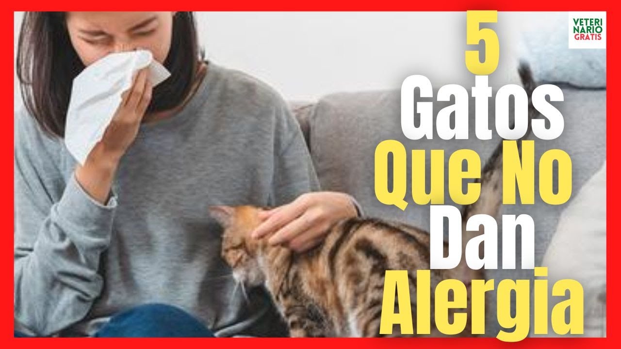 gatos que no sueltan pelo y no dan alergia