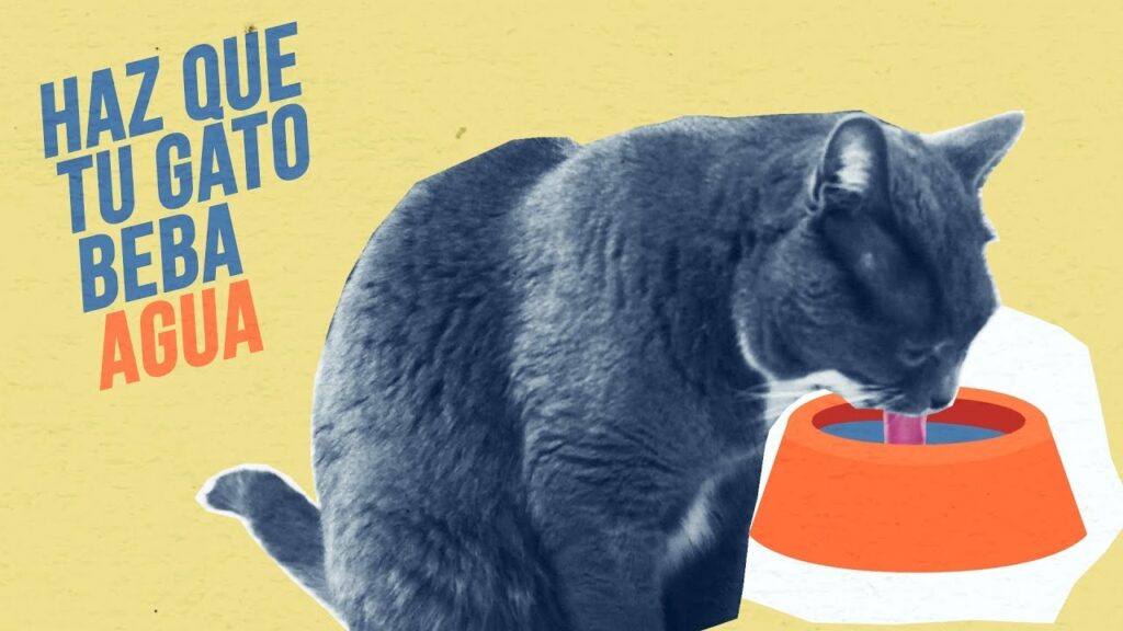 gatos que no toman agua