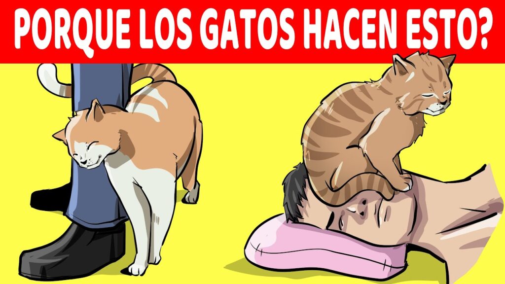 gatos que sostienen cosas