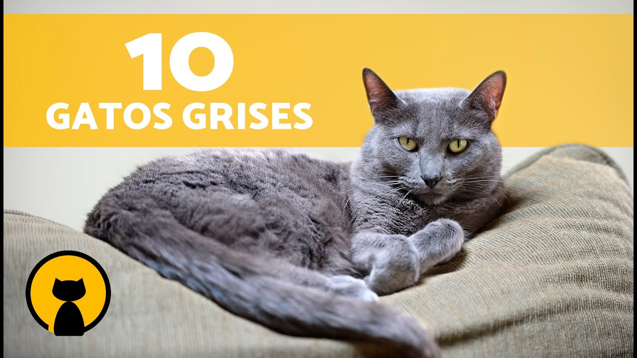 gatos rayados grises