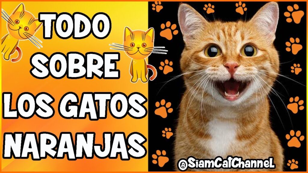 gatos rubios