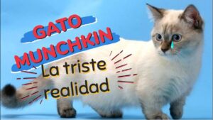 gatos-salchicha