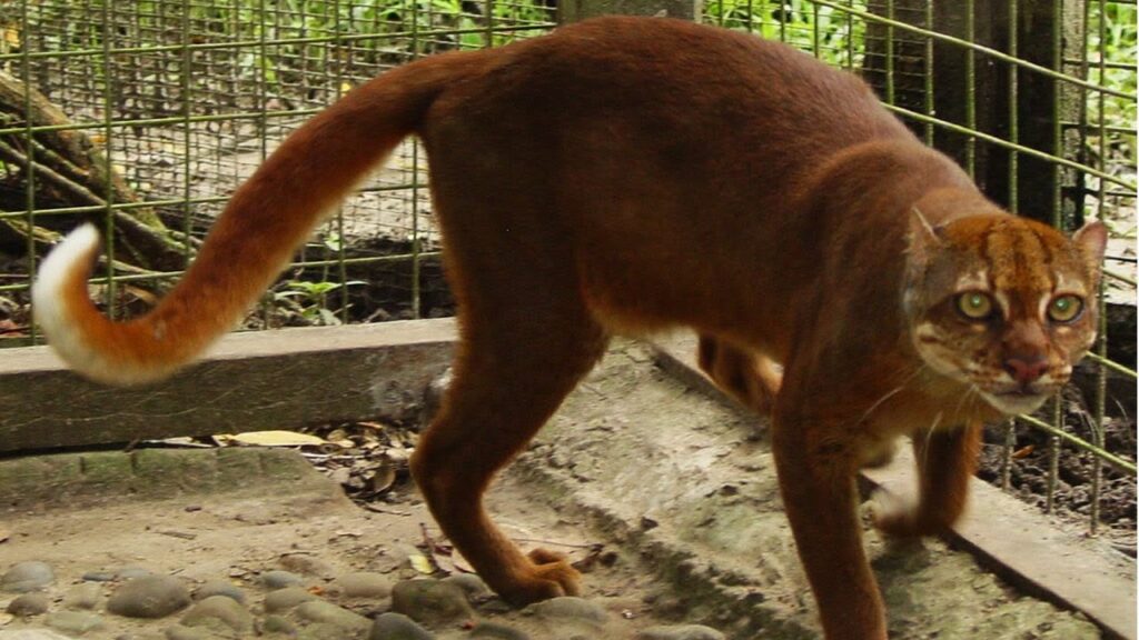 gatos salvajes
