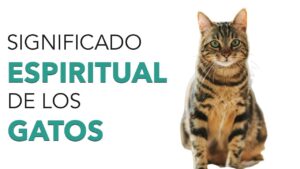 gatos-significado-espiritual