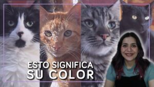 gatos-significado-espiritual-segun-color