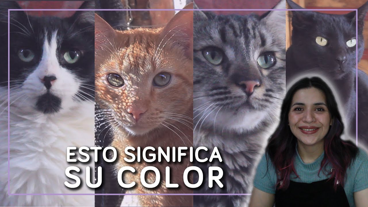 gatos significado espiritual segun color
