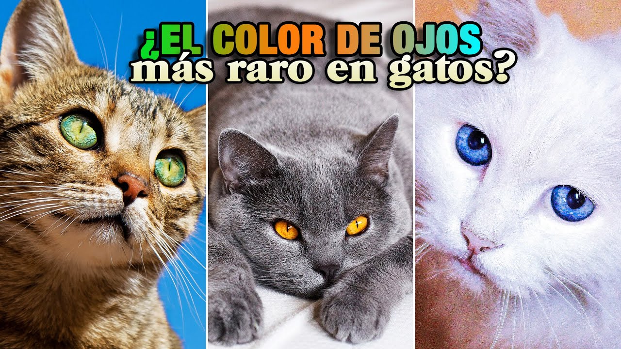 gatos un ojo de cada color