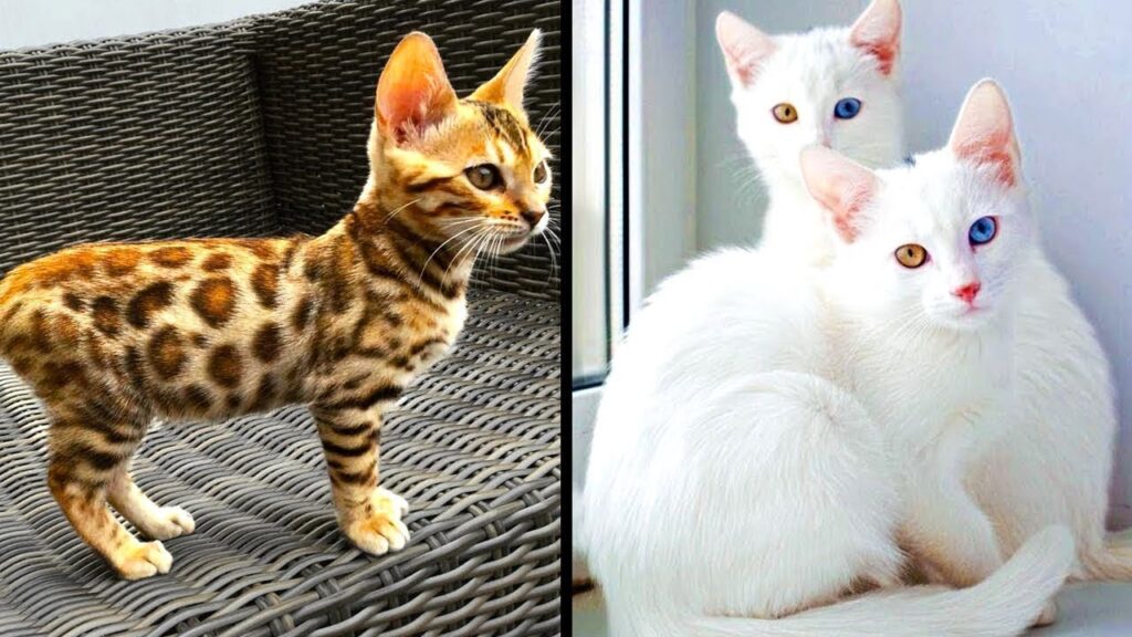 gatos unicos