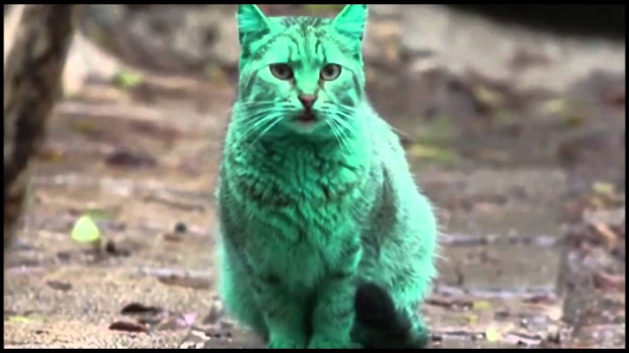 gatos verdes