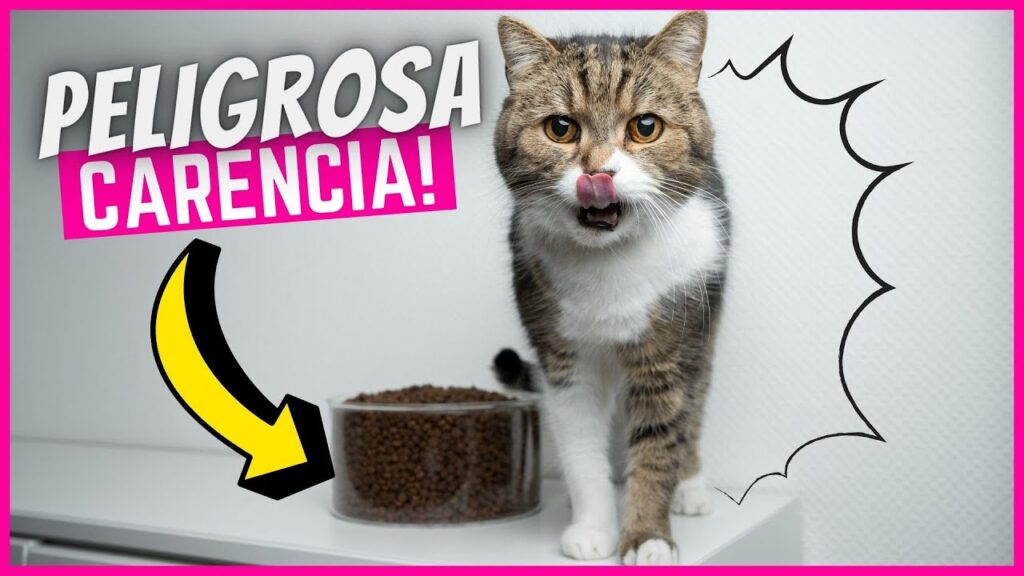 gatos vitaminas