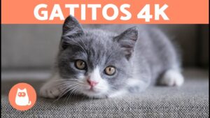 gatos-wallpaper-4k