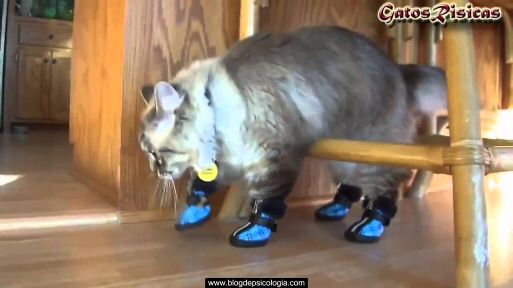 Descubre La Moda Felina Con Los Zapatos Nike Para Gatos Un Estilo