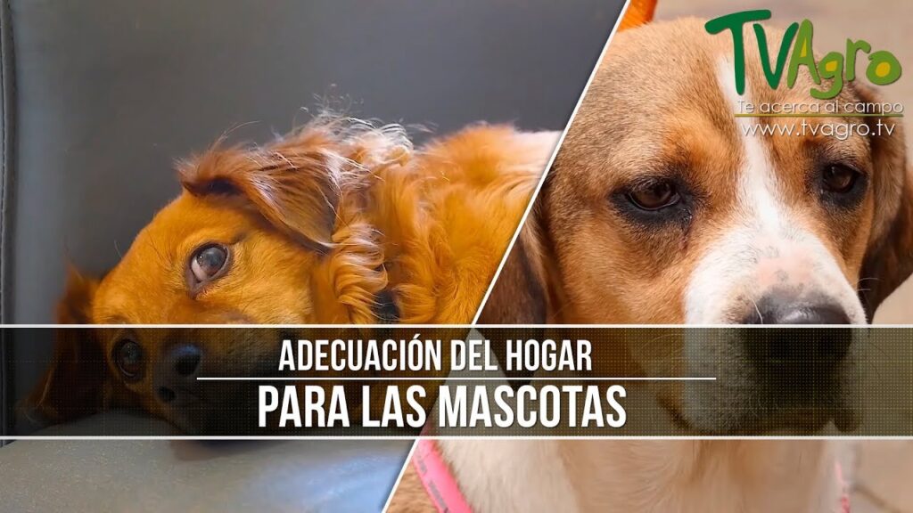 perros accesorios para hogar
