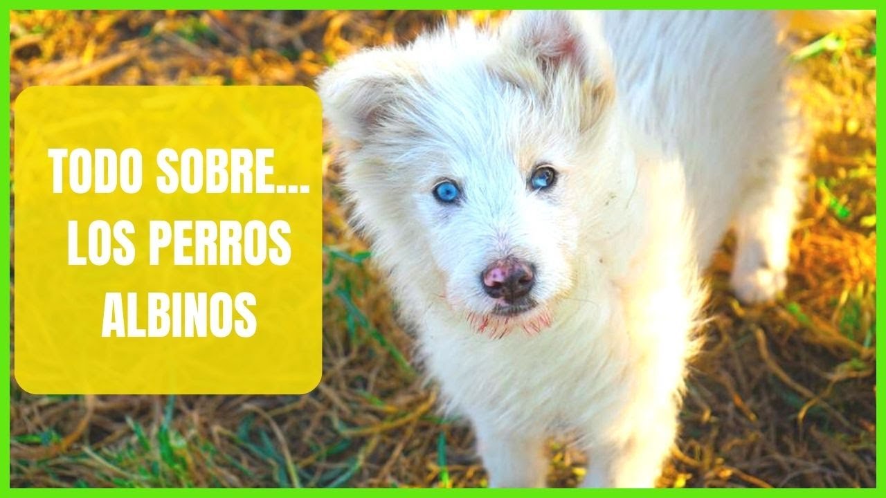 perros albinos