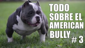 perros-american-bully