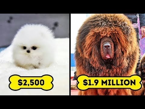 perros caros